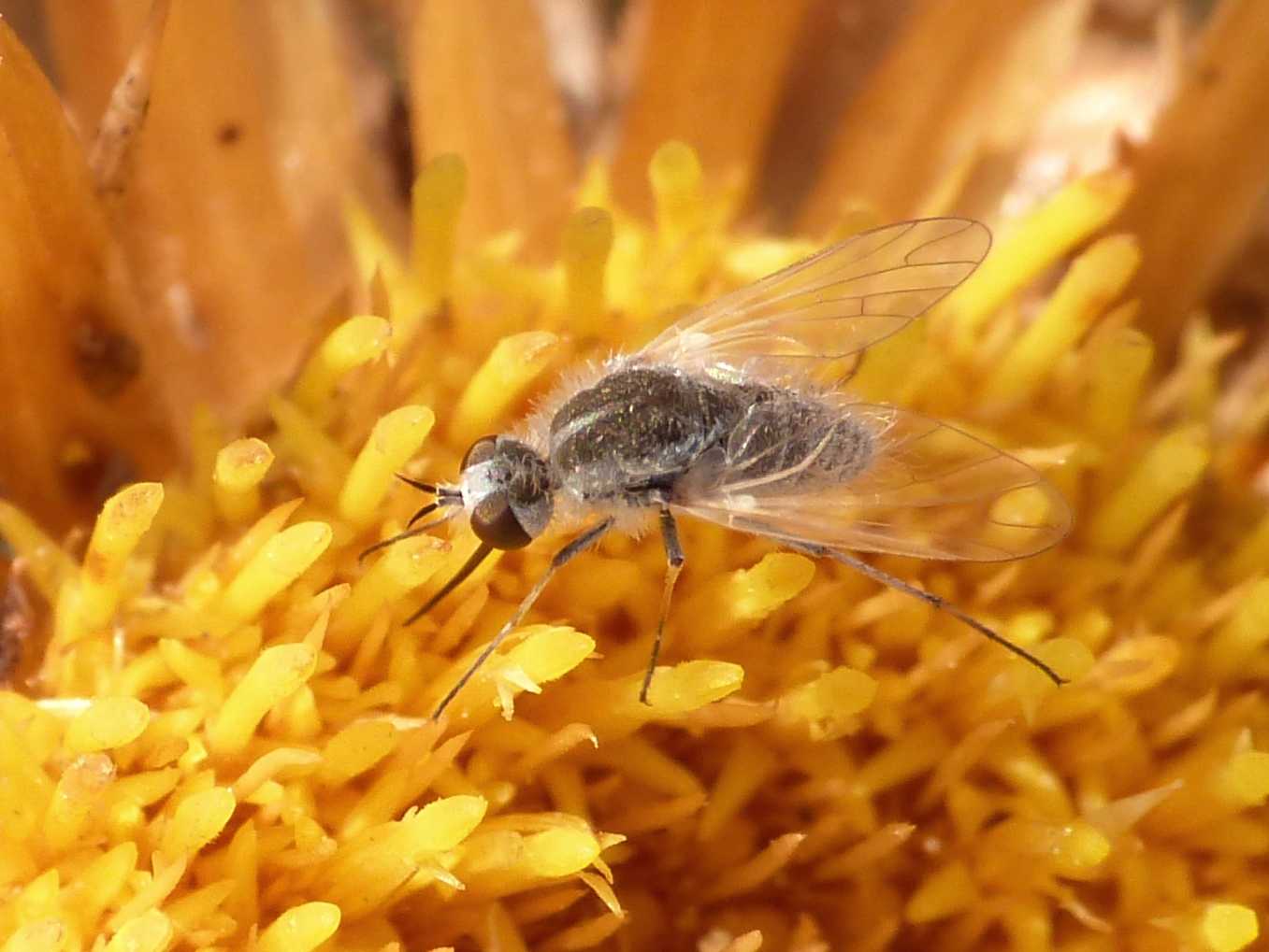 Piccolo Bombylidae: Geron sp.